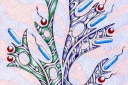 Illustrating the evolution of bacterial shape and motility